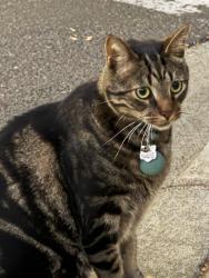 Reunited Unknown Cat last seen Pacific Dr, Santa Clara, CA 95051, USA, Santa Clara, CA 95051