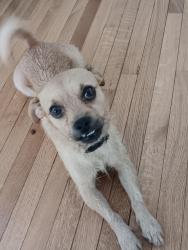 Reunited Male Dog last seen mcclatchy and muir, Sacramento, CA 95818