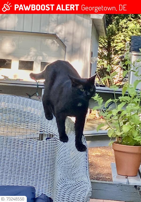 Lost Male Cat last seen Briarwood Manor area of Georgetown, Delaware, Georgetown, DE 19947