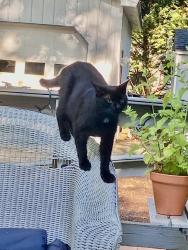 Lost Male Cat last seen Briarwood Manor area of Georgetown, Delaware, Georgetown, DE 19947