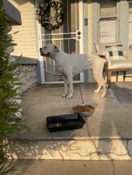 Reunited Female Dog last seen Illinois st and laurel, Pomona, CA 91768