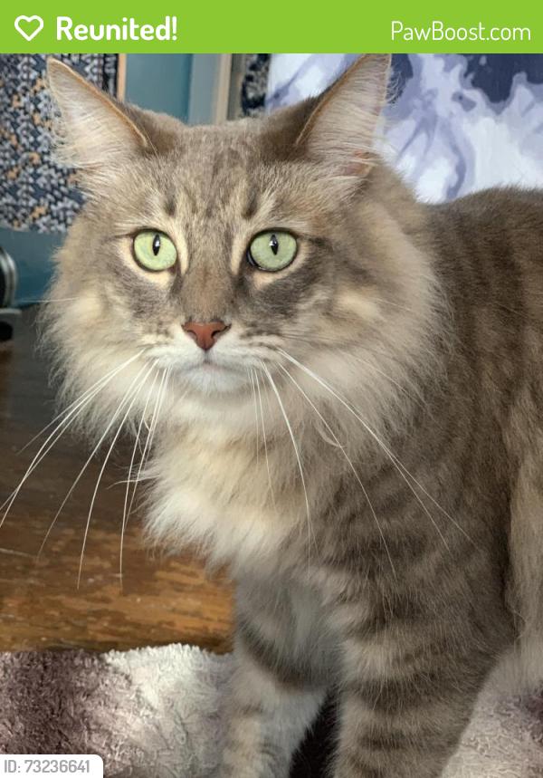 Reunited Male Cat last seen 14th St and Palm Dr, Hermosa Beach, CA 90254