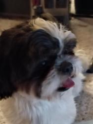Found/Stray Male Dog last seen Sunrise 🌅 hosp, Las Vegas, NV 89104