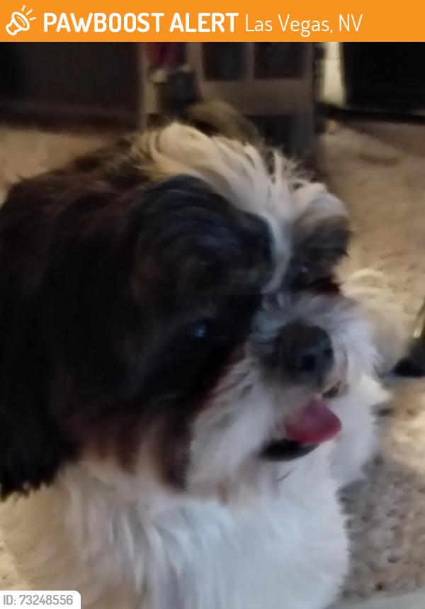 Found/Stray Male Dog last seen Sunrise 🌅 hosp, Las Vegas, NV 89104