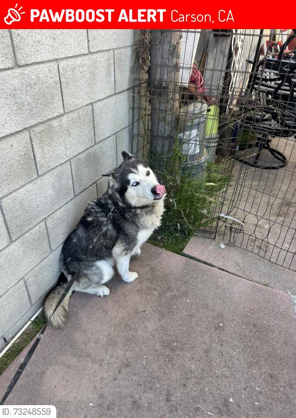 Lost Male Dog last seen Carson Park, Carson, CA 90745