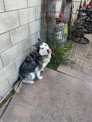 Lost Male Dog last seen Carson Park, Carson, CA 90745