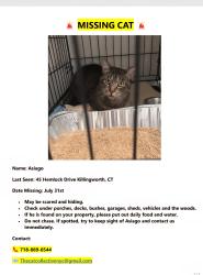 Lost Male Cat last seen Near Hemlock Drive, Killingworth, CT 06419