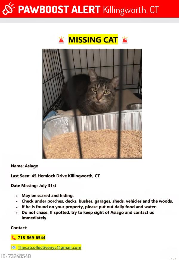 Lost Male Cat last seen Near Hemlock Drive, Killingworth, CT 06419
