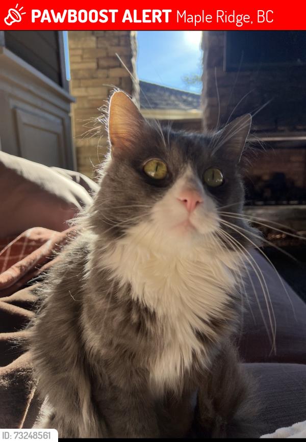 Lost Male Cat last seen Balsam street, Maple Ridge, BC 