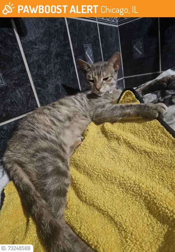 Found/Stray Female Cat last seen Inside the Juvenile Detention parking lot - 3rd floor, Chicago, IL 60612