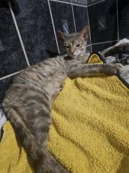 Found/Stray Female Cat last seen Inside the Juvenile Detention parking lot - 3rd floor, Chicago, IL 60612