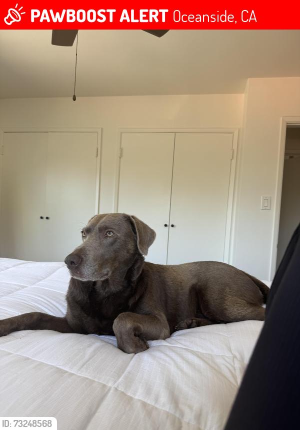Lost Male Dog last seen Mesa Drive, Oceanside, CA 92054
