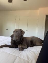 Lost Male Dog last seen Mesa Drive, Oceanside, CA 92054