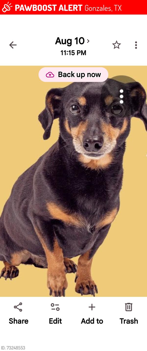 Lost Male Dog last seen Church St and saint Lawrence, Gonzales, TX 78629