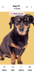 Lost Male Dog last seen Church St and saint Lawrence, Gonzales, TX 78629