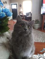 Reunited Female Cat last seen Carey ave, Wilkes-Barre, PA 18702