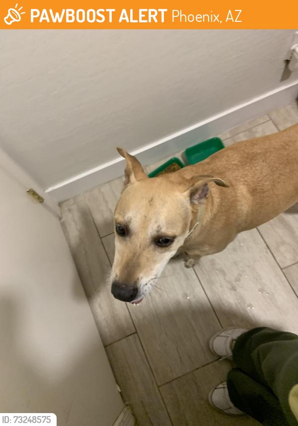 Found/Stray Unknown Dog last seen S 106th Ave Tolleson, AZ 85353 United States, Phoenix, AZ 85353