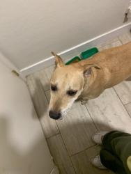 Found/Stray Unknown Dog last seen S 106th Ave Tolleson, AZ 85353 United States, Phoenix, AZ 85353