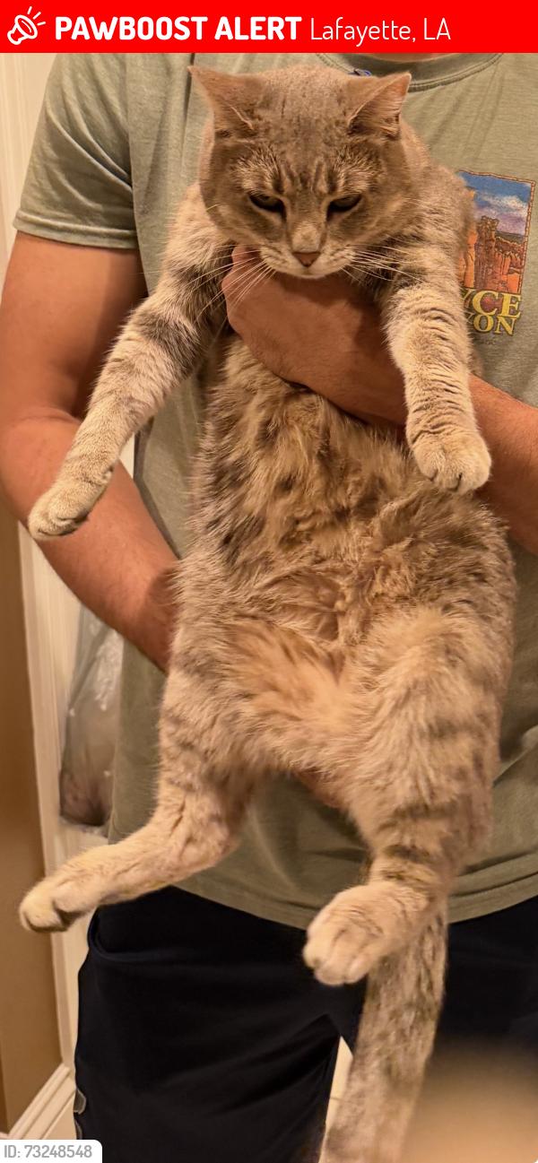 Lost Female Cat last seen Fernewood neighborhood, Lafayette, LA 70503
