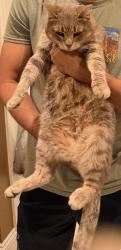Lost Female Cat last seen Fernewood neighborhood, Lafayette, LA 70503