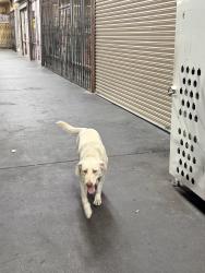 Found/Stray Unknown Dog last seen Avalon and el segundo, West Rancho Dominguez, CA 90059