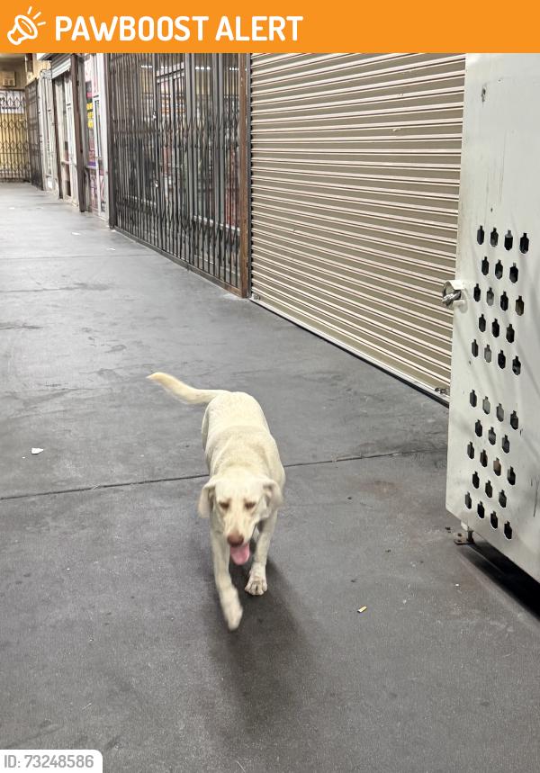 Found/Stray Unknown Dog last seen Avalon and el segundo, West Rancho Dominguez, CA 90059