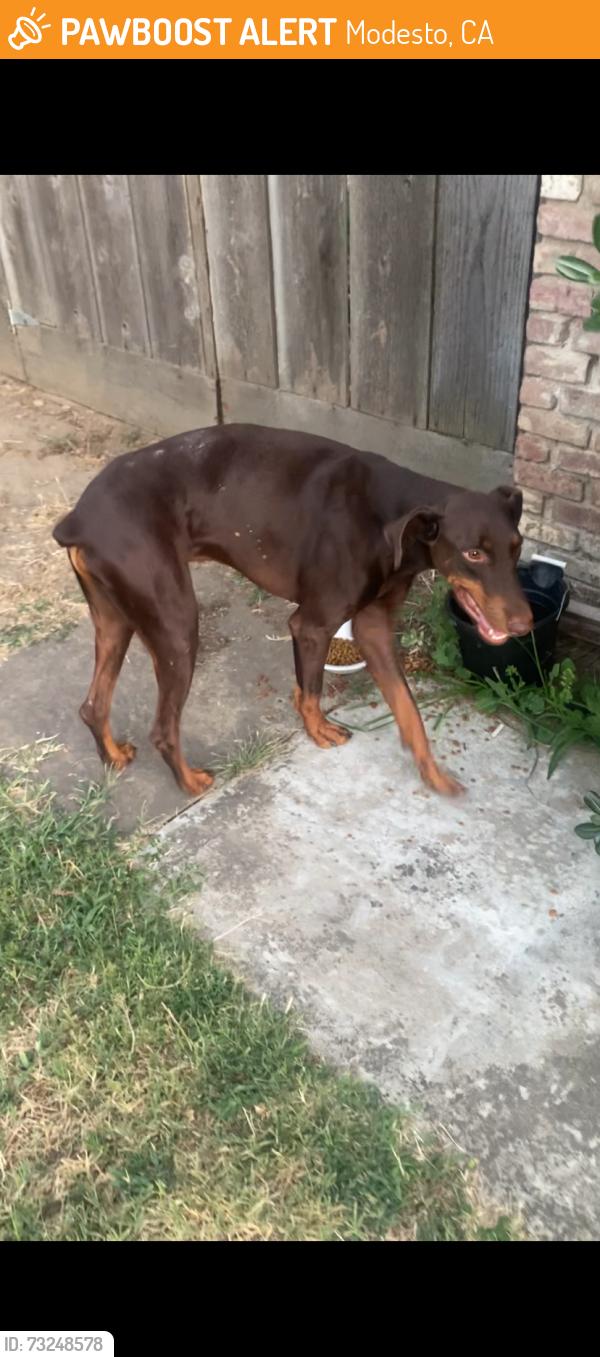 Found/Stray Male Dog last seen Almond Field on Dallas and Whitmore Street in Modesto, Modesto, CA 95358
