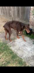 Found/Stray Male Dog last seen Almond Field on Dallas and Whitmore Street in Modesto, Modesto, CA 95358