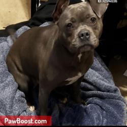 Lost Female Dog last seen elder creek and 65 th street, Sacramento, CA 95828