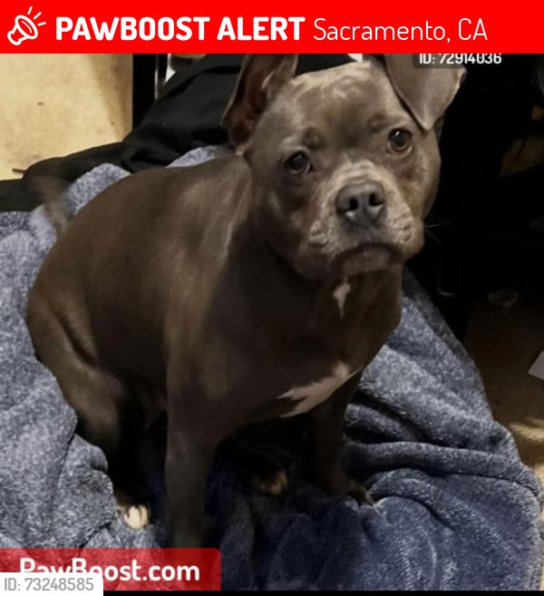 Lost Female Dog last seen elder creek and 65 th street, Sacramento, CA 95828
