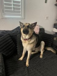 Reunited Male Dog last seen Hwy 10, Hurst, TX 76053