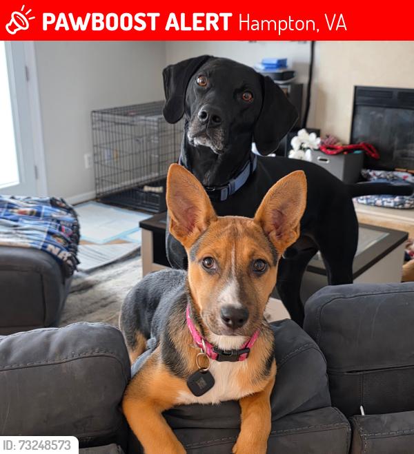 Lost Male Dog last seen Bellgrade and Commander Shepherd, Hampton, VA 23666