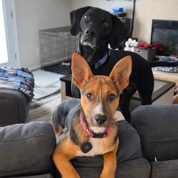 Lost Male Dog last seen Bellgrade and Commander Shepherd, Hampton, VA 23666