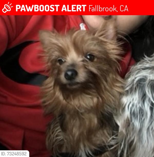 Lost Female Dog last seen Alvarado and merid, Fallbrook, CA 92028