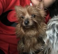 Lost Female Dog last seen Alvarado and merid, Fallbrook, CA 92028