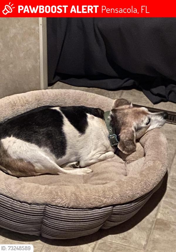 Lost Female Dog last seen Clearview ave, Pensacola, FL 32505