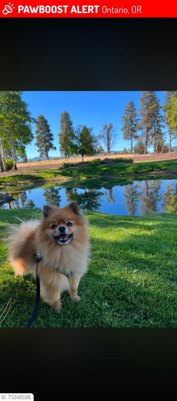 Lost Male Dog last seen W Idaho Ave, Ontario, OR 97914