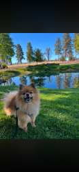 Lost Male Dog last seen W Idaho Ave, Ontario, OR 97914