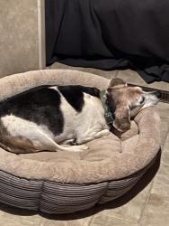 Lost Female Dog last seen Clearview ave, Pensacola, FL 32505