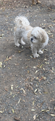 Lost Male Dog last seen Connemara & Halter, Albuquerque, NM 87121