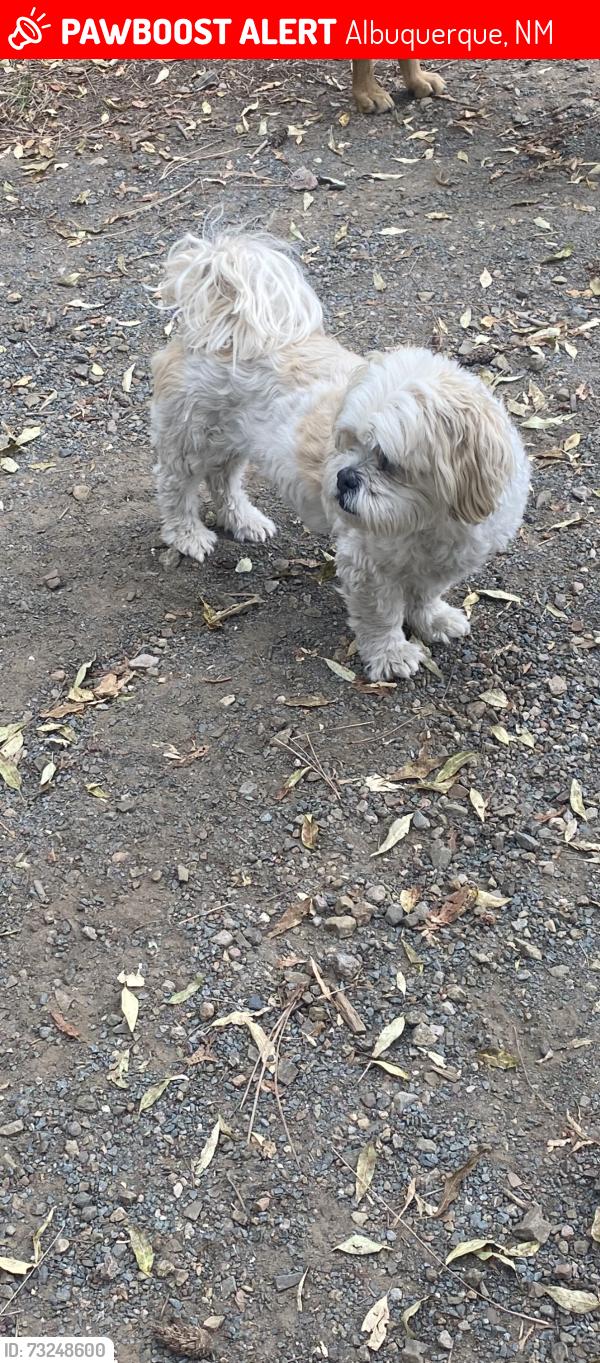 Lost Male Dog last seen Connemara & Halter, Albuquerque, NM 87121