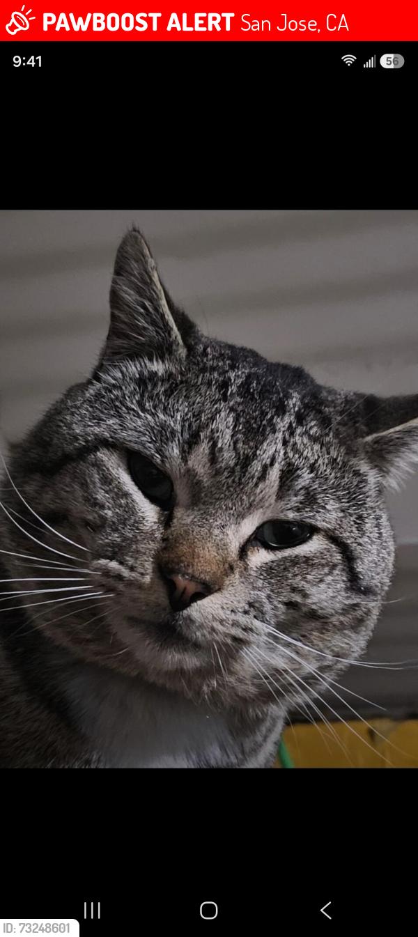 Lost Male Cat last seen Easterbrook area, Will Rogers Dr, San Jose, CA 95129