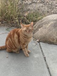 Lost Female Cat last seen Near Parker Street Oceanside Ca 92057, Oceanside, CA 92057