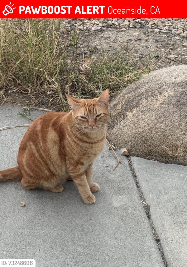 Lost Female Cat last seen Near Parker Street Oceanside Ca 92057, Oceanside, CA 92057