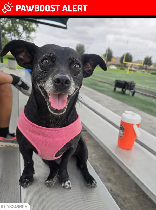 Lost Female Dog last seen Haven & 6th, Rancho Cucamonga, CA 91730