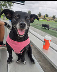 Lost Female Dog last seen Haven & 6th, Rancho Cucamonga, CA 91730