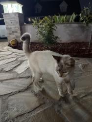 Reunited Unknown Cat last seen Westminster, Westminster, CA 92683