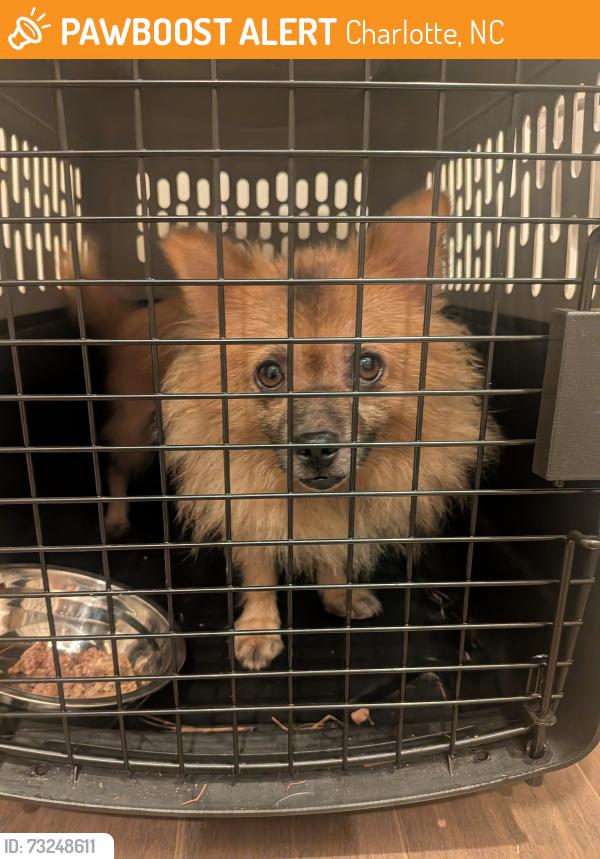 Found/Stray Male Dog last seen Old Dowd, Charlotte, NC 28214