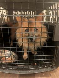 Found/Stray Male Dog last seen Old Dowd, Charlotte, NC 28214