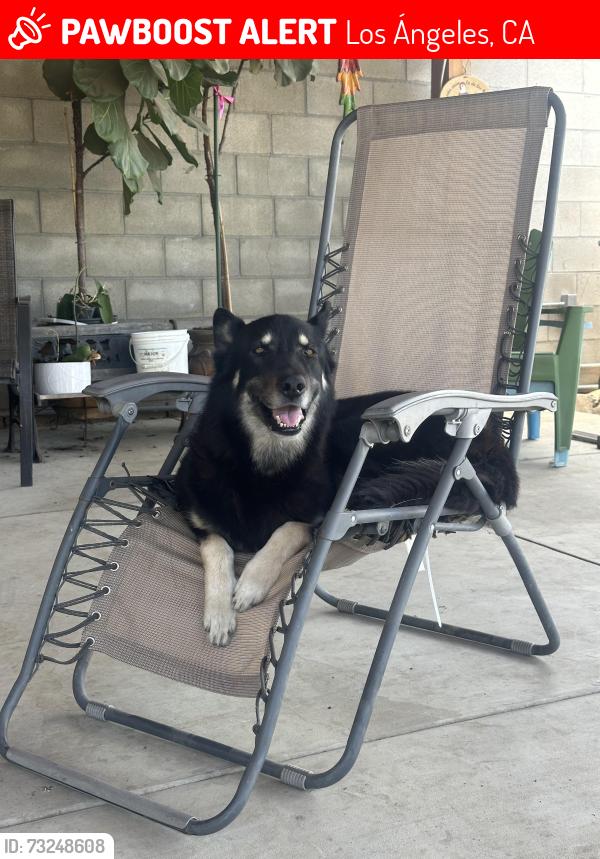 Lost Male Dog last seen Soto/Wabash, Los Ángeles, CA 90033